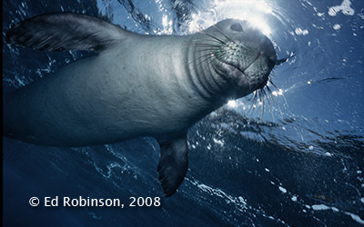 Monk Seal