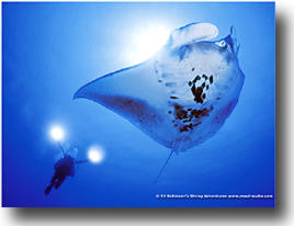 Manta Ray