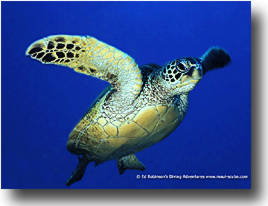 Green Turtle