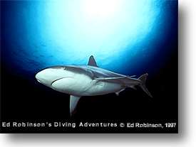 Caribbean Reef Shark