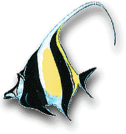 Moorish Idol