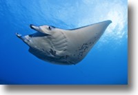 Manta Ray