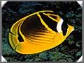 Raccoon Butterflyfish