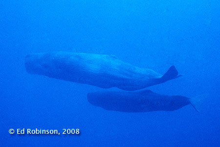 Sperm Whales