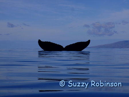 Humpback Fluke