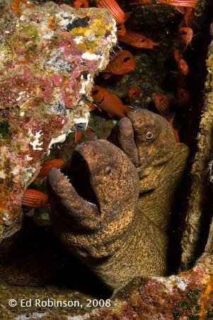 Moray Eels