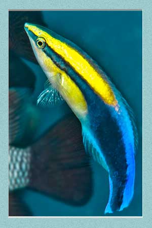 Cleaner Wrasse