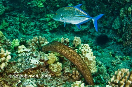 Jack/Eel hunting