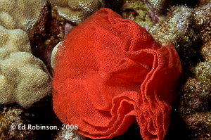 Spanish Dancer nudibranch Eggs