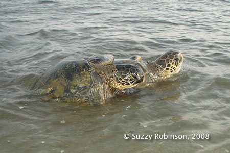 Honu Maiting