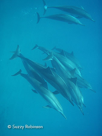 Trevally/Shark Hunting