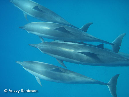 spinner dolphin