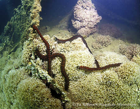 Sea Cucumber